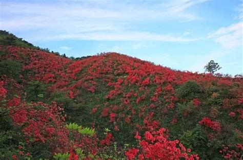 满山红的图片,满山红图片大全_中华康网