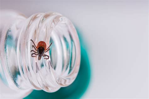 Alternative Approach to Lyme Disease Vaccine Development Shows Promise in Pre-clinical Models ...