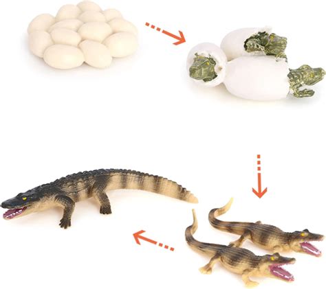 Hvogvok Crocodile Growth Cycle, Animal Growth Cycle India | Ubuy