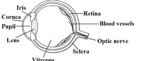 Give the diagram of human eye............ - Brainly.in