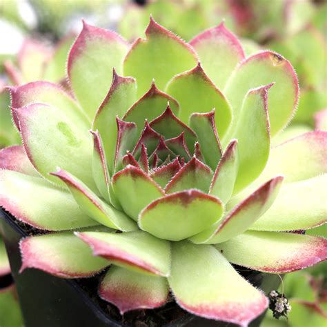 How do I kill fungus gnats (Sempervivum 'Roasted Chestnut')