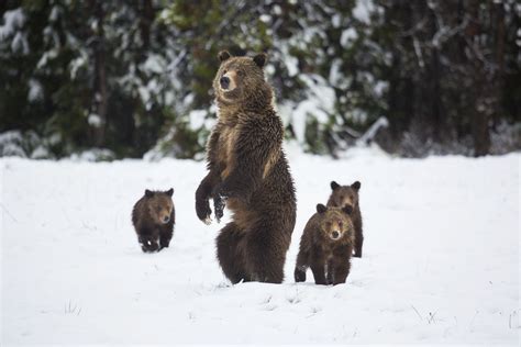 8 Amazing Facts About Grizzly Bears
