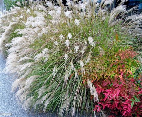 Buy 5 x Miscanthus Sinensis Perennial Ornamental Grass Plug s in Eco ...