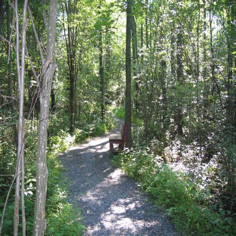 Woodland Wildflower Seed Mix - Vermont Wildflower Farm