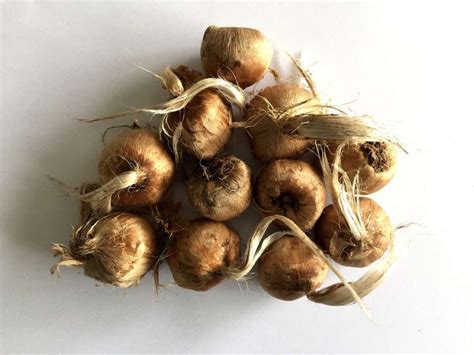 Green World KASHMIRI SAFFRON BULB / KESAR / ZAFRAN / CROCUS CORM (20 ...