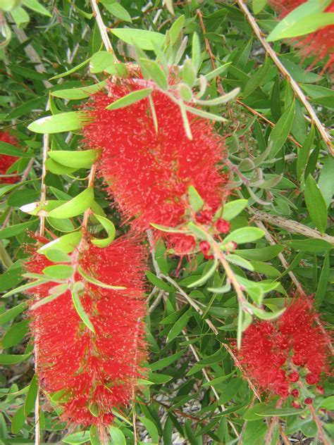 Callistemon citrinus in 50mm Forestry Tube – Trigg Plants
