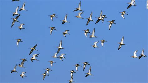 鸟类迁徙是为什么