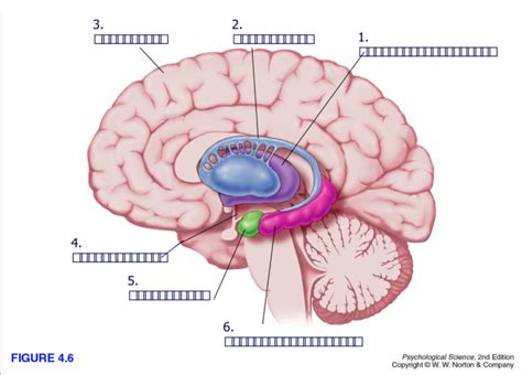 Brain Function Diagram 的图像结果