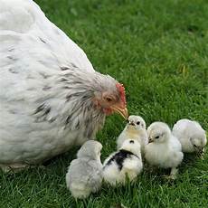 nourriture poules pondeuses alimentation poule pondeuse nourriture poule pondeuse nourriture poules pondeuses alimentation poule pondeuse nourriture poule pondeuse