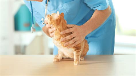 Pet In-house Lab In Silver Spring, MD 20904 | Fairland Animal Hospital