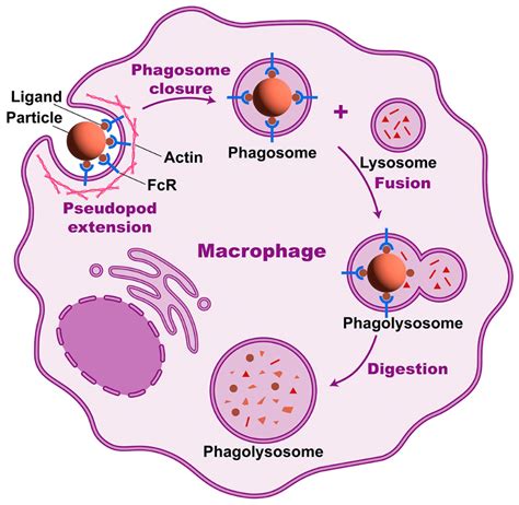 A Complete Guide to Phagocytosis: Definition and Process
