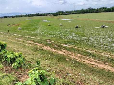 75 Bigha Agricultural/Farm Land for Sale in Silchar - by Shruti Properties