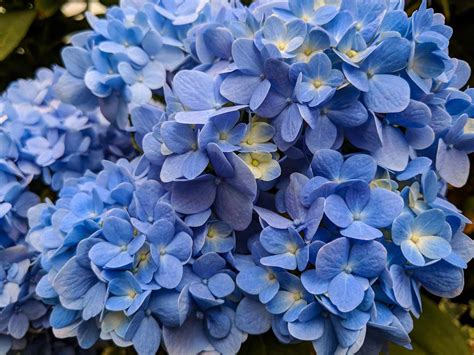 14 Beautiful Types of Hydrangea to Grow