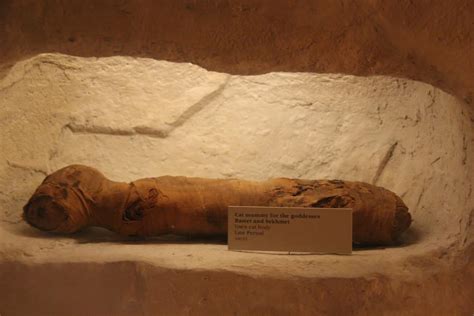 Ancient Egypt's Cat Sacrifices May Have Shaped Today’s House Cat ...