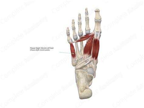Flexor Digiti Minimi of Foot | Complete Anatomy