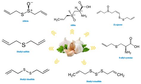 Garlic (Allium sativum L.) Bioactives and Its Role in Alleviating Oral ...
