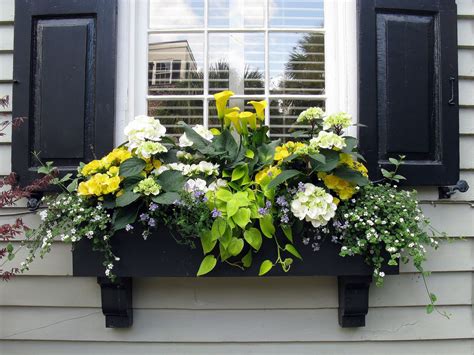 Charming Charleston: Black Window Box and Shutters on Tradd Street