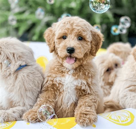 Mini Orsacchiotto Goldendoodles
