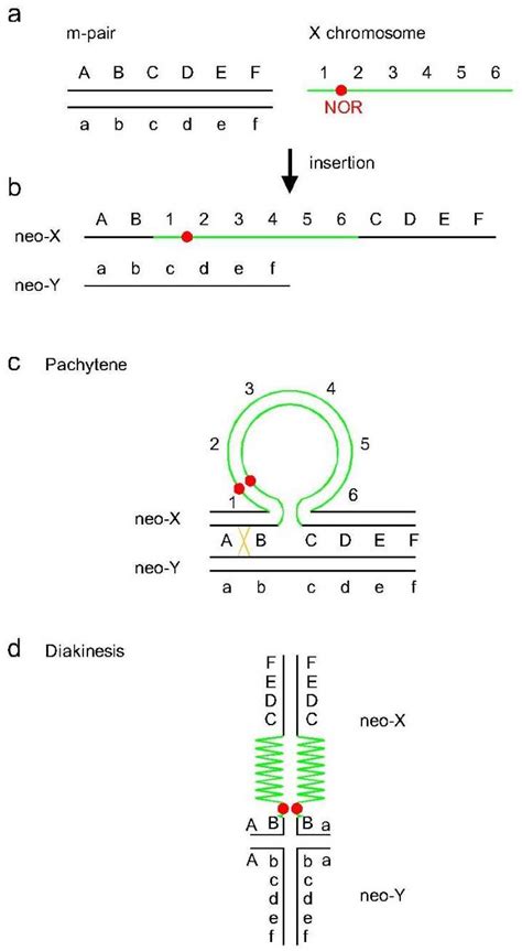 On the Origin of Neo-Sex Chromosomes in the Neotropical Dragonflies ...