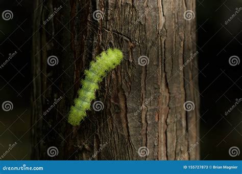 Io Moth caterpillar stock image. Image of moth, spines - 155727873