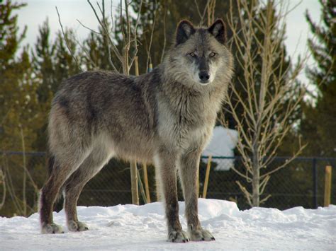 Image result for Wolves System in Yellowstone