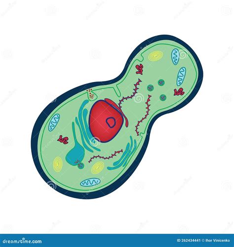 Yeast Cell Structure. Single-celled Organism Stock Vector ...