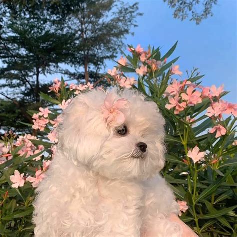 BloomThis Singapore - Home