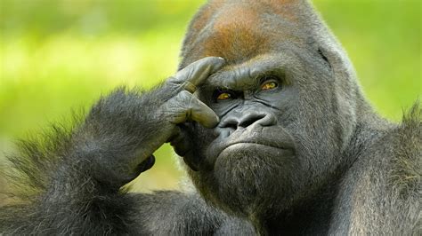 Image result for Web Scraper Using Python Jupiter Lab