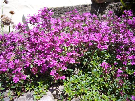 Creeping Red Thyme - Prairie Gardens