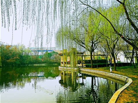 西安浐灞生态区14年生态蜕变 让中国西北也有“绿水江南”