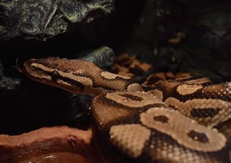 Image result for Ball Python Not Eating