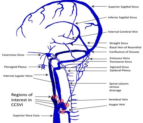 Cerebral circulation, cerebral circulation anatomy, venous circulation of the brain & CSF ...