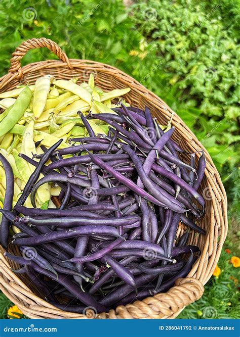 Colorful Beans, Purple Green Beans, Yellow Broad Beans, Garden Harvest ...