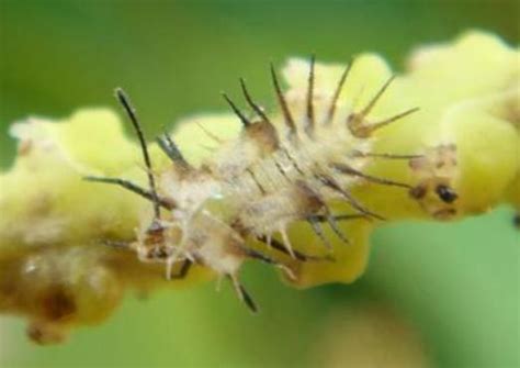 Crop Protection ::Crop Insect Pest