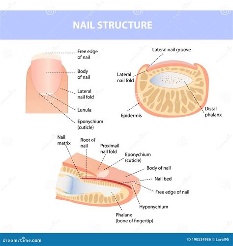 Human Nail Anatomy