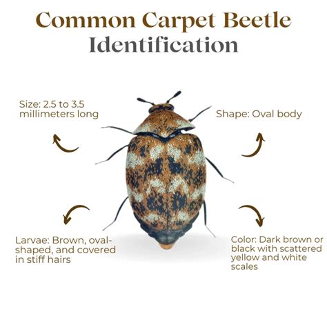 Common Bugs Eating Carpet And How To Stop Them