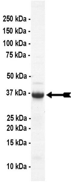 CHIP Protein, active, 250 µg | 23-050M