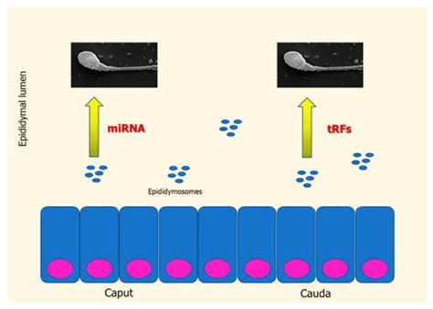Seminal Plasma Transcriptome and Proteome: Towards a Molecular Approach ...