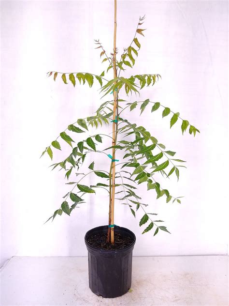 Neem Tree 的图像结果