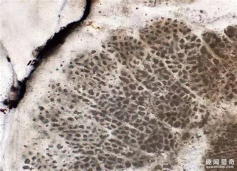 科学家发现最古老的植物:16亿年前或已存在