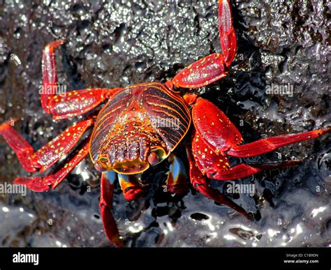 A Sally Lightfoot Crab (Grapsus grapsus) in the Galapagos Islands Stock ...