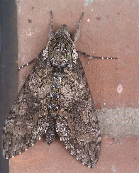 Ohio Birds and Biodiversity: Carolina Sphinx