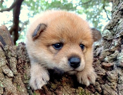 Shiba Inu Puppies For Sale | Savannah, GA #224859
