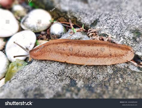 Slimmi: Over 29 Royalty-Free Licensable Stock Photos | Shutterstock