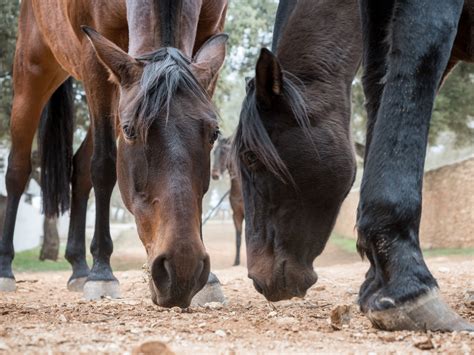 Why Do Horses Lick Soil at Jason Quinn blog