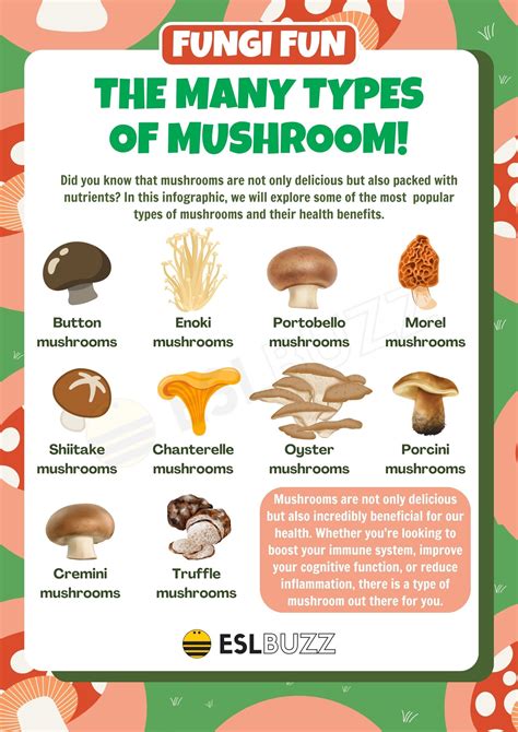 What Are The 4 Types Of Mushrooms at Nancy Townsend blog