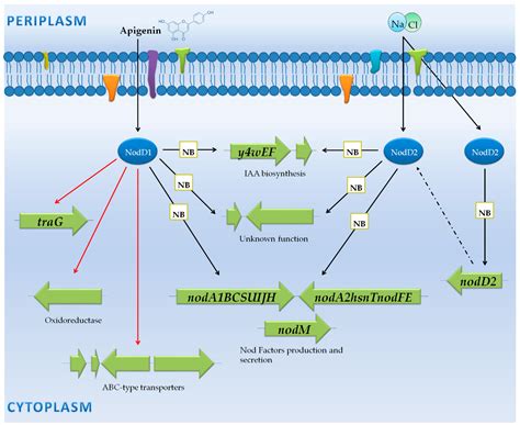 Transcriptomic Studies of the Effect of nod Gene-Inducing Molecules in ...