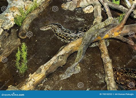 Image result for Color Changing Snake