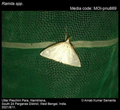 Ramila spp. Moore, [1868] - | Moths