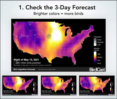 How to Use BirdCast Dashboard to See Your Local Migration in Detail ...